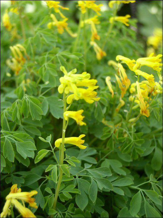 Corydalis lutea