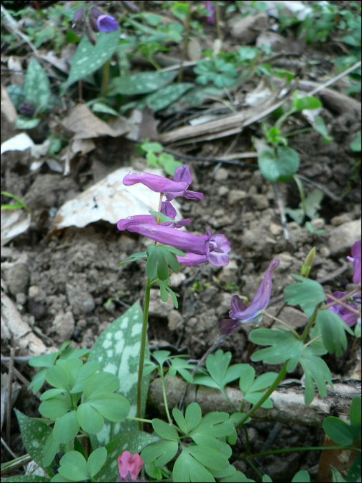 Corydalis solida L.