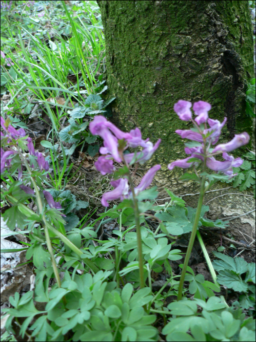 Corydalis solida L.