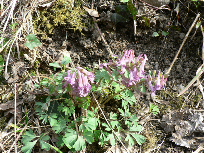 Corydalis solida L.