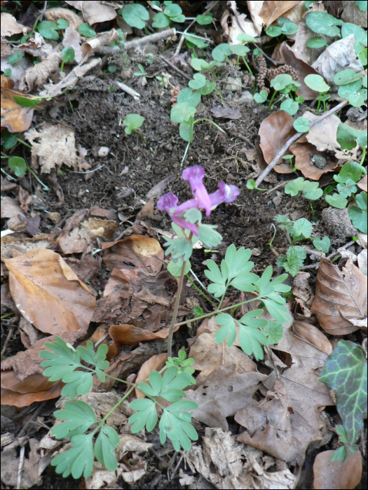 Corydalis solida L.