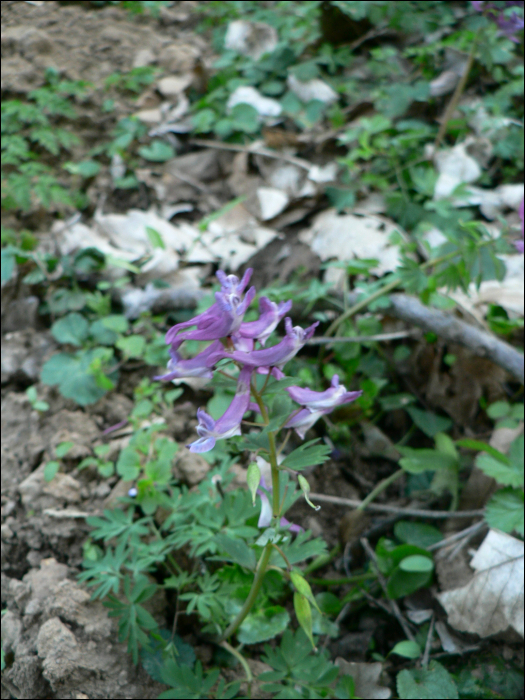 Corydalis solida L.