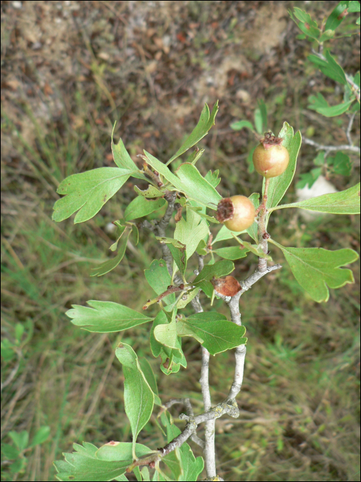 Crataegus azerolus