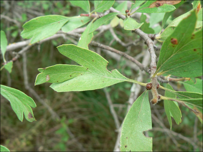 Crataegus azerolus