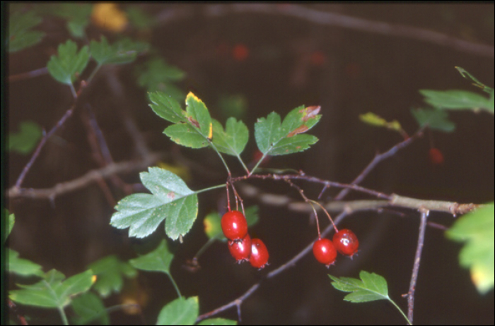 Crataegus monogyna