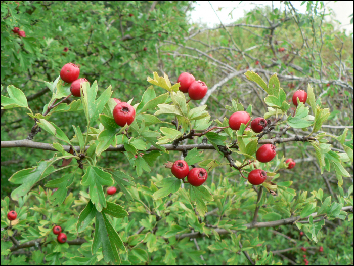 Crataegus monogyna