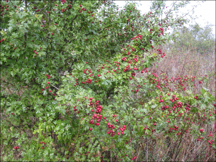 Crataegus monogyna