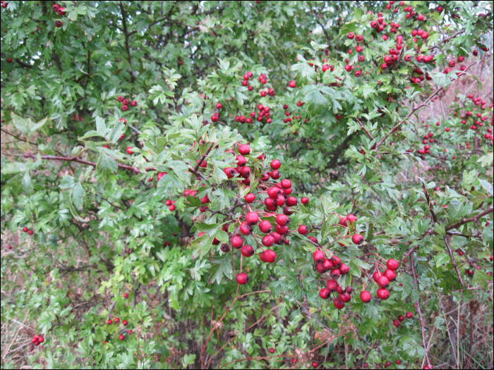 Crataegus monogyna