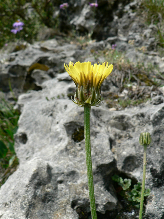 Crepis albida