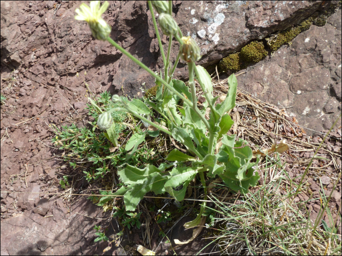 Crepis albida