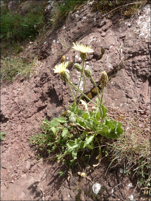 Crepis albida