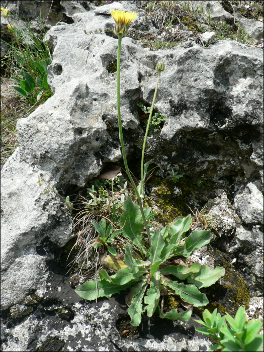 Crepis albida