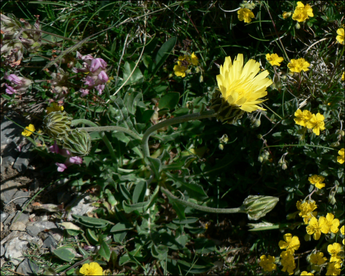 Crepis albida