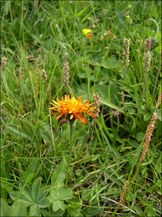 Crepis aurea (L.)