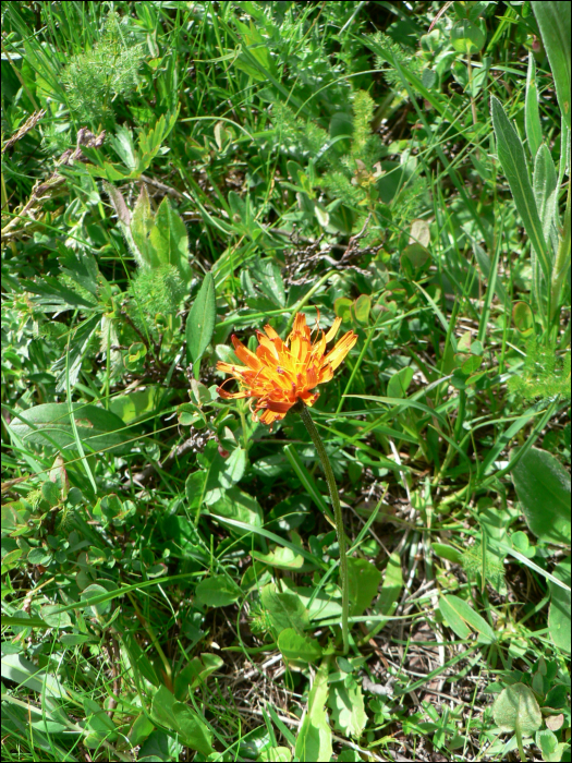 Crepis aurea (L.)