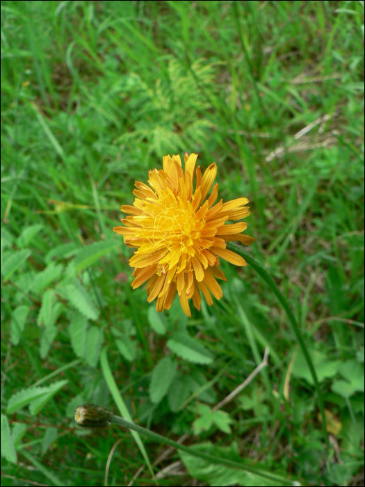 Crepis aurea (L.)