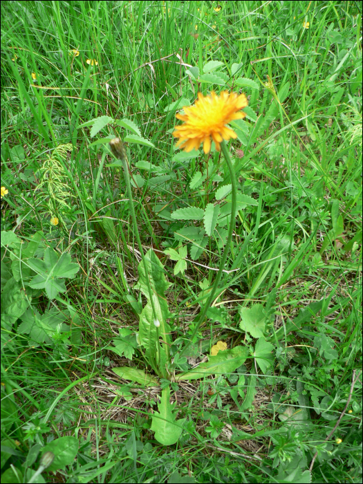 Crepis aurea (L.)