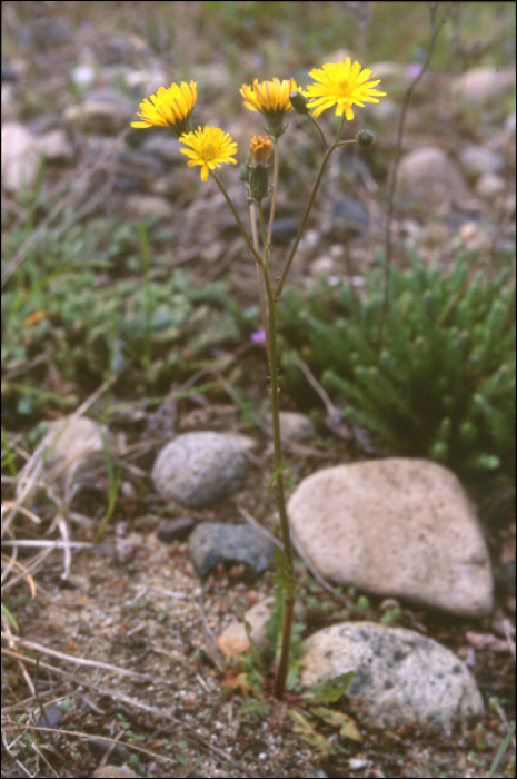 Crepis biennis L.