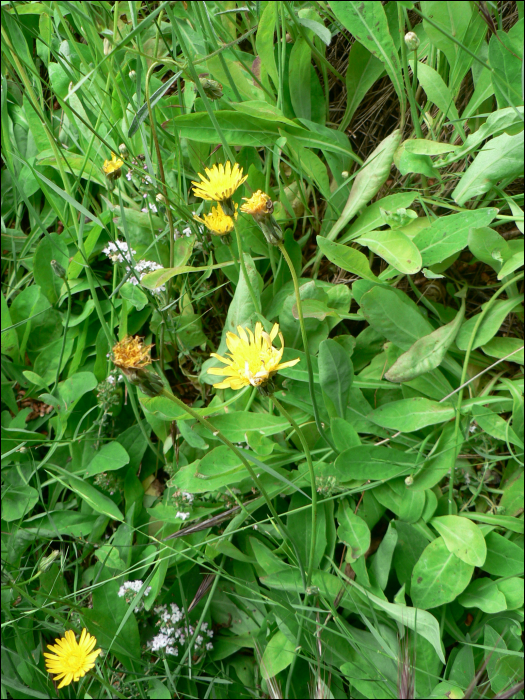 Crepis bulbosa (=Sonchus bulbosus)