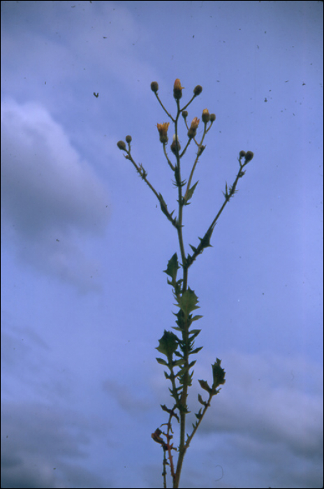 Crepis capillaris (L.) (=Crepis virens)