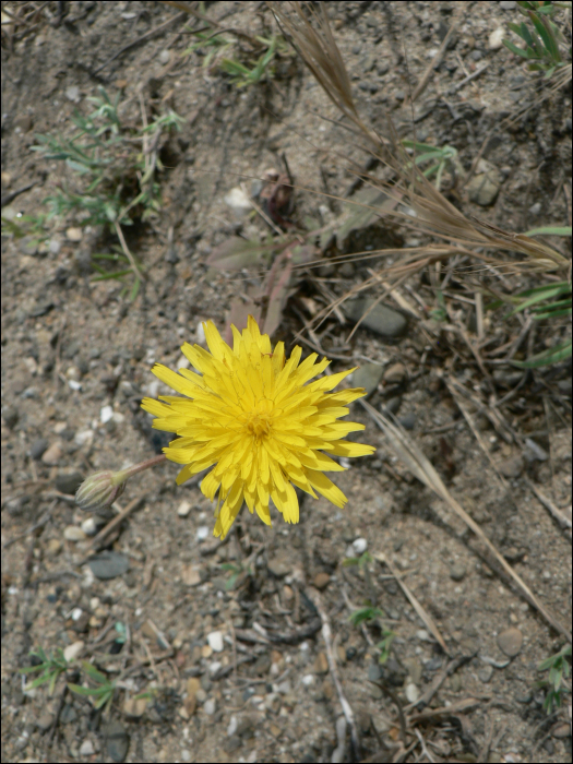 Crepis capillaris (L.) (=Crepis virens)