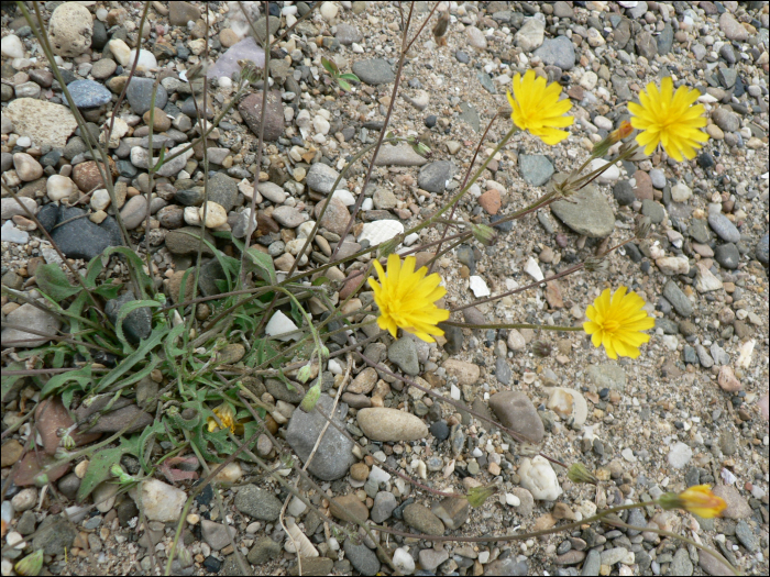 Crepis capillaris (L.) (=Crepis virens)