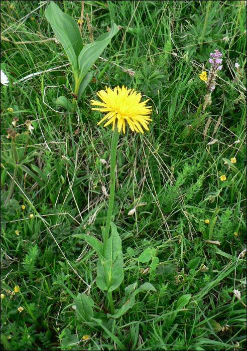 Crepis montana (C. pontana)