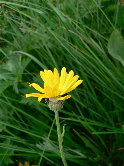 Crepis montana (C. pontana)