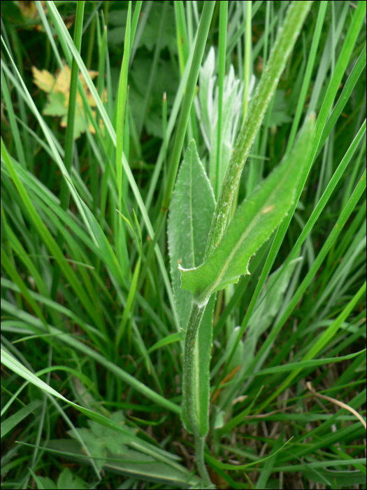 Crepis montana (C. pontana)