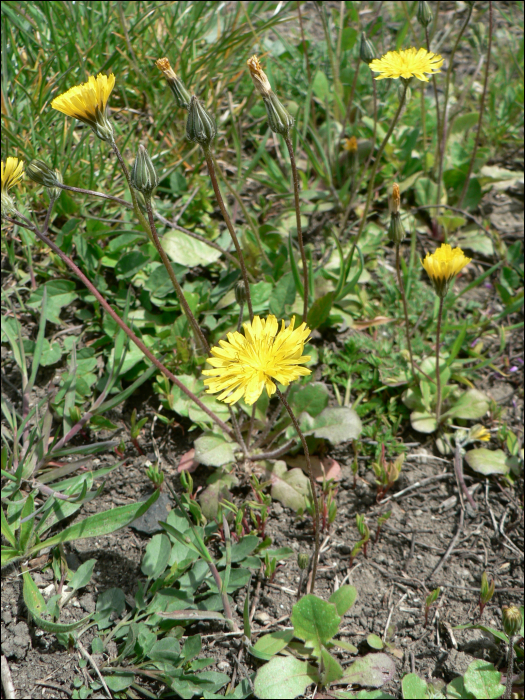 Crepis sancta Balc. (=Lagosseris sancta)