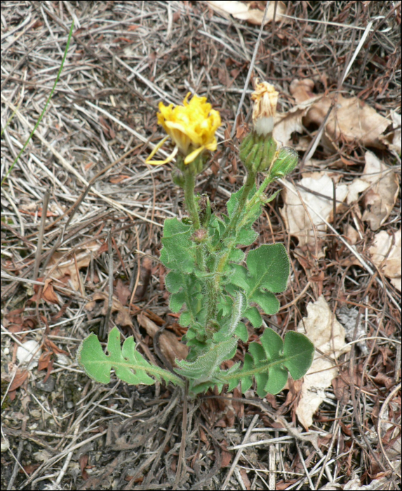 Crepis sancta Balc. (=Lagosseris sancta)