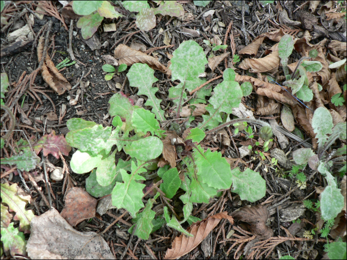 Crepis sancta Balc. (=Lagosseris sancta)