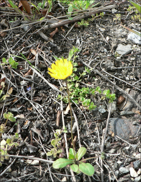 Crepis sancta Balc. (=Lagosseris sancta)