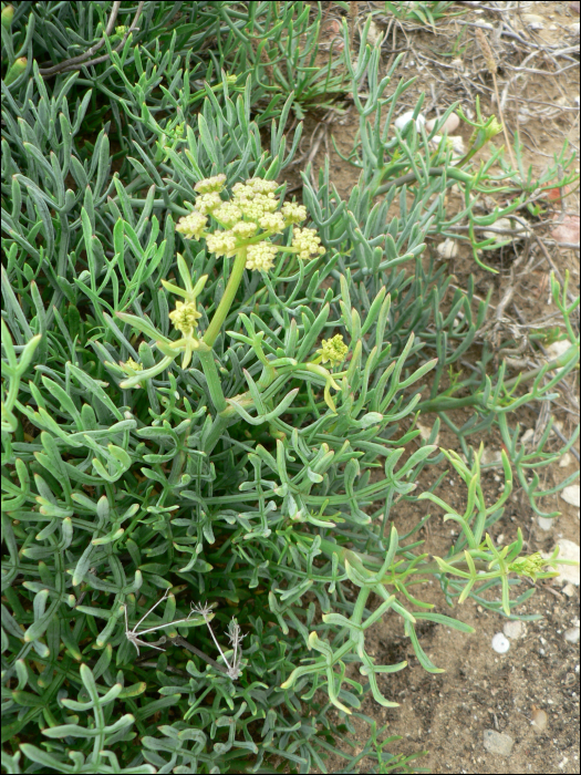 Crithmum maritimum