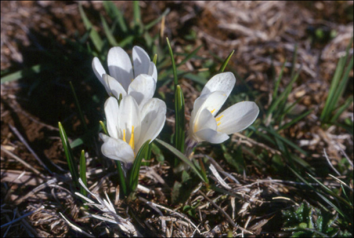 Crocus vernus L.