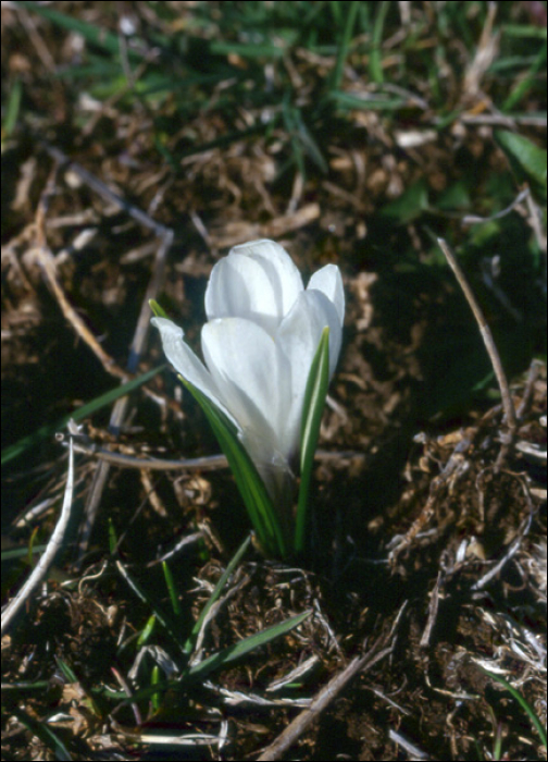 Crocus vernus L.