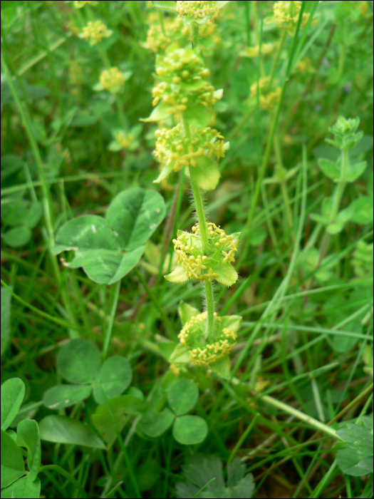 Cruciata laevipes (=Galium cruciata L)