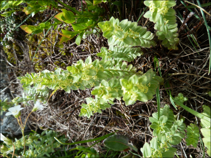 Cruciata laevipes (=Galium cruciata L)