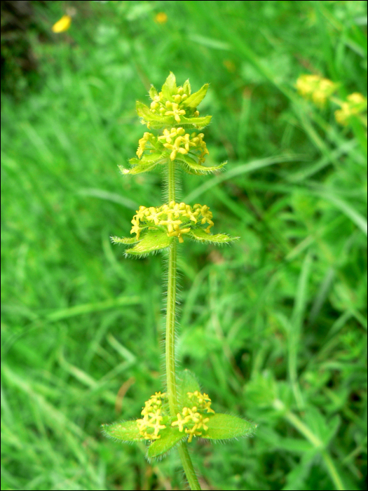 Cruciata laevipes (=Galium cruciata L)