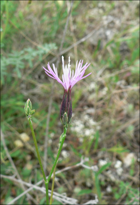 Crupina vulgaris