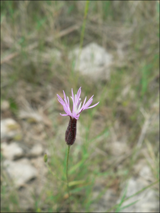 Crupina vulgaris