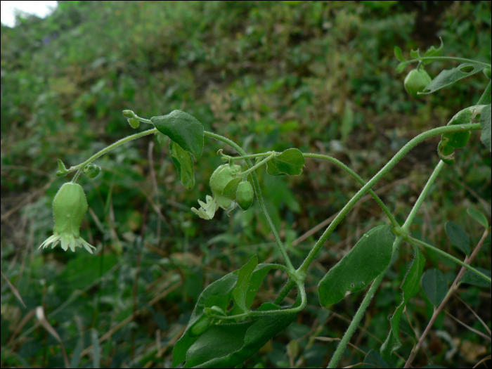 Cucubalus bacifer