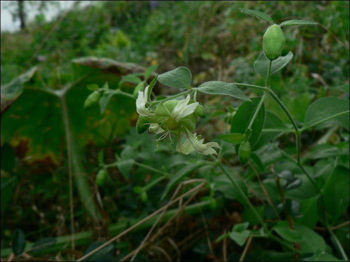 Cucubalus bacifer