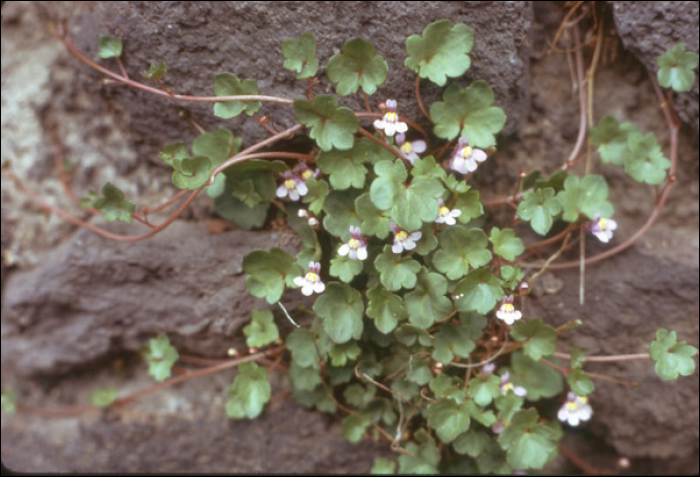 Cymbalaria muralis