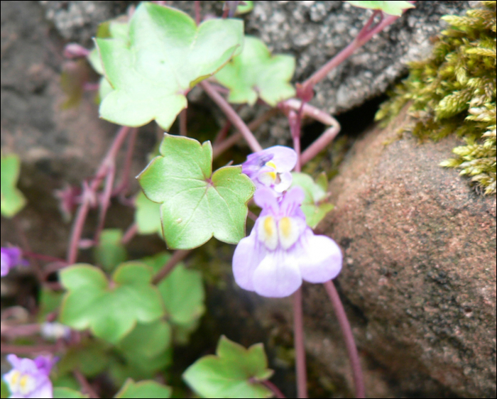 Cymbalaria muralis