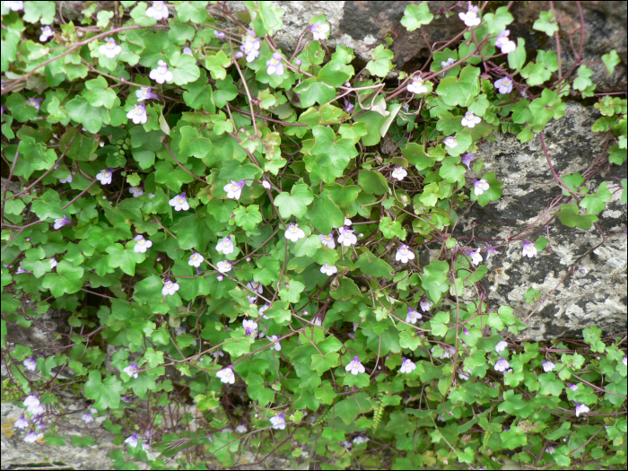 Cymbalaria muralis