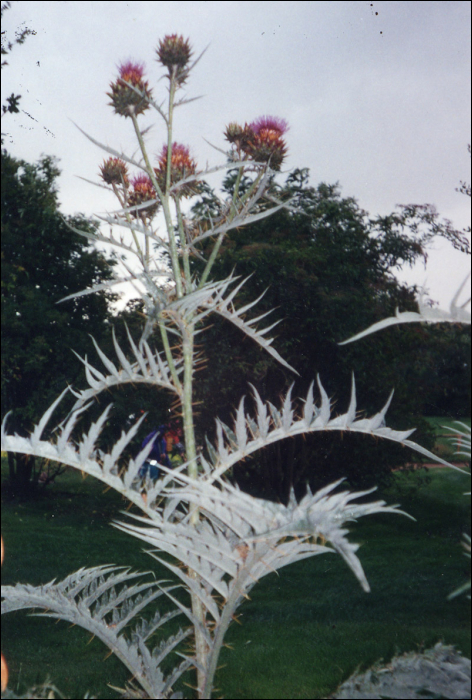 Cynara cardunculus