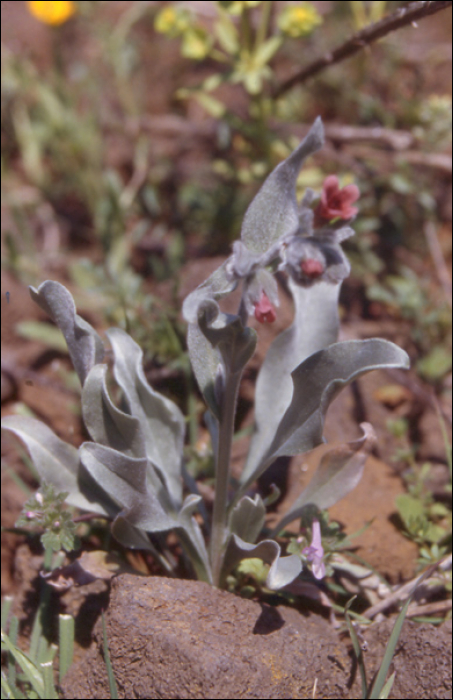 Cynoglossum cheirifolium