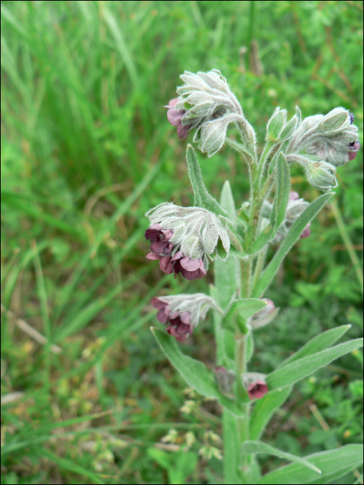 Cynoglossum creticum