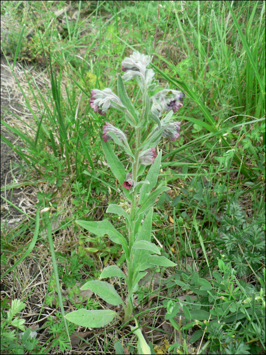 Cynoglossum creticum